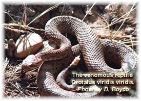 Rattle Snake